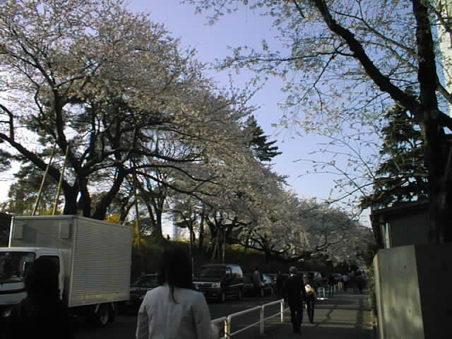 cherryblossoms_1