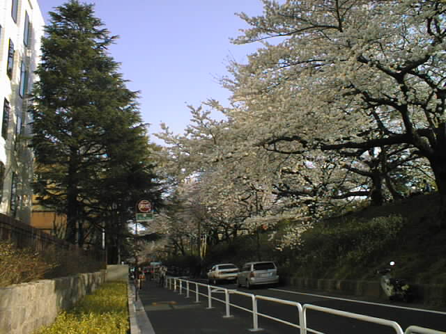 cherryblossoms_2