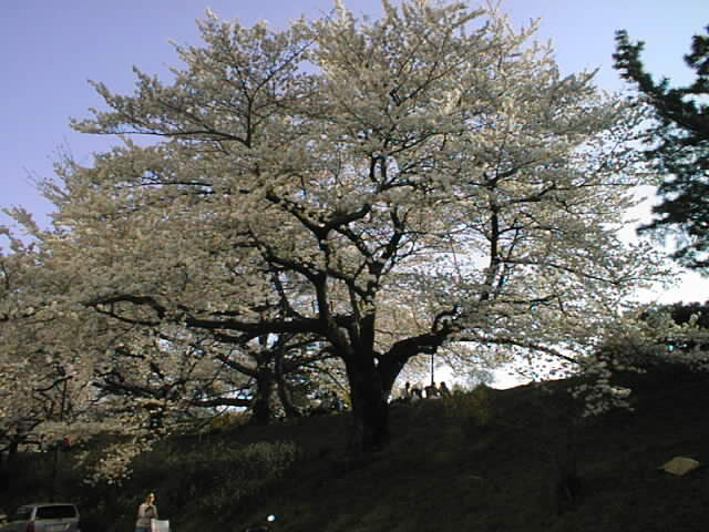 cherryblossoms_3