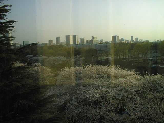 cherryblossoms_5
