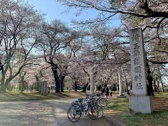 大宮公園内の見事な桜
