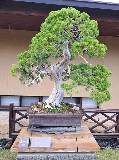 樹齢350年の松